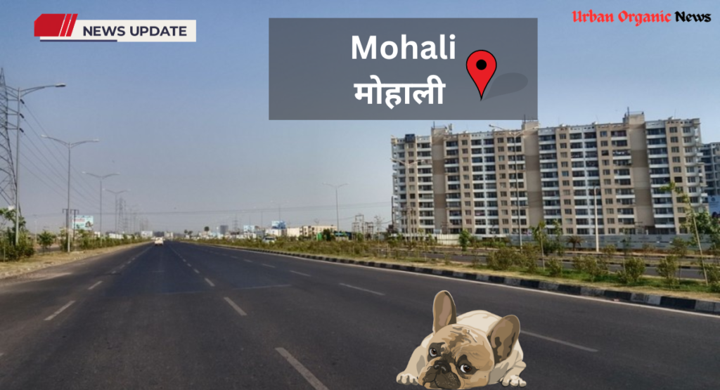 Dera Bassi's Mohali Stray Dogs